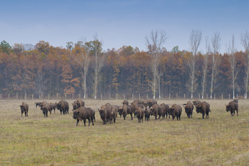 European Bison Herd