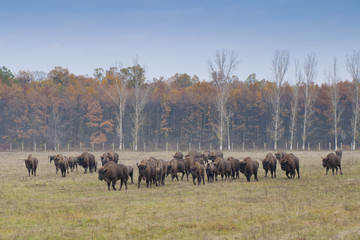 European Bison Herd