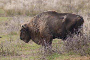 European Bison Bull