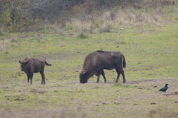 Fototapeta premium European Bison