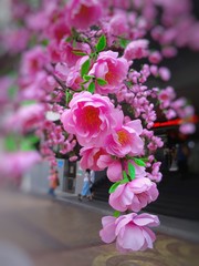Decorate cherry blossoms in Chinese New Year.