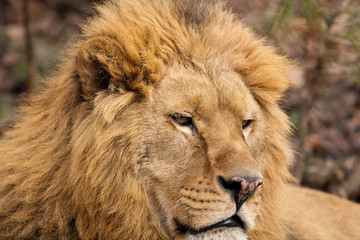 Lion at Zoo