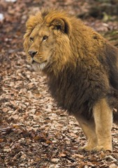 Lion at Zoo