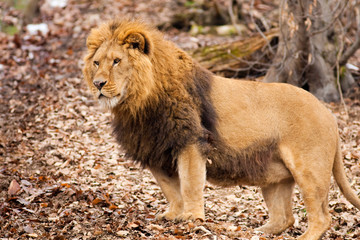 Lion at Zoo