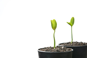 Group of green sprouts growing out from soil isolated on white background
