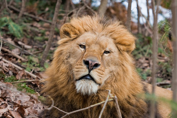 Naklejka na ściany i meble Lion at Zoo