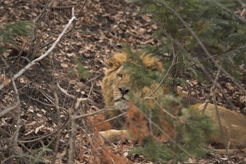 Lion at Zoo