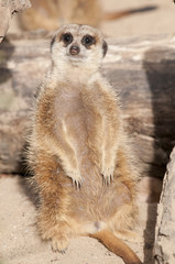 Suricate or Mongoose or Meerkat