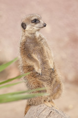 Fototapeta premium Suricate or Mongoose or Meerkat