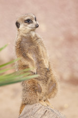 Suricate or Mongoose or Meerkat