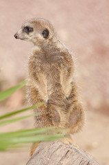 Suricate or Mongoose or Meerkat