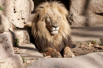 Lion resting