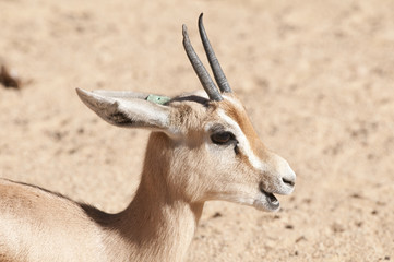 Dorcas Gazelle Portrait
