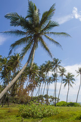 View of palm trees against sky