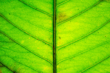 Leaves texture.background