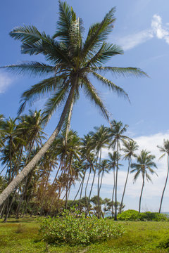 View of palm trees against sky