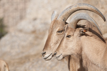 Brabary Sheep Portrait