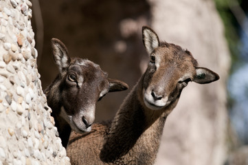 Atlas Mouflon, female