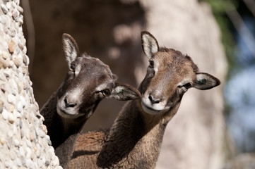 Atlas Mouflon, female