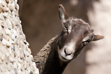 Atlas Mouflon, female
