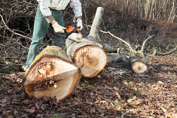 Lumberjack using chainsaw cutting big tree during the autumn
