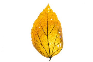 Leaves texture.background