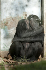 Fototapeta na wymiar Chimpanzee sleeping near a door