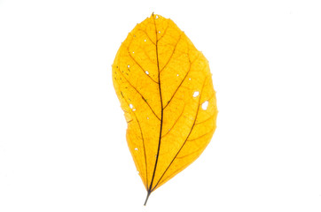 Leaves texture.background