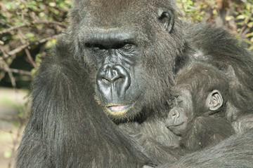 Gorilla Mother and the baby