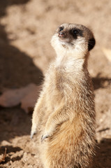 Suricate or Meerkat or Mongoose