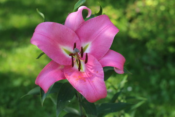 Lilia drzewiasta Pink Palace © Perovskia