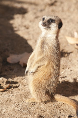 Fototapeta premium Suricate or Mongoose or Meerkat
