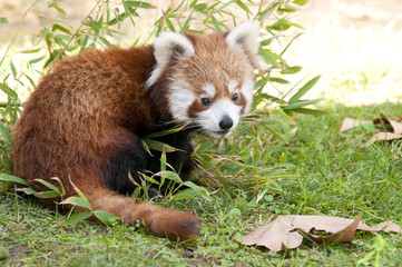 Obraz premium Red Panda in autumn