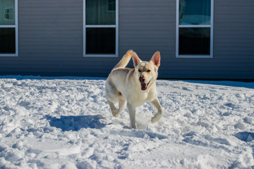 Dog in the snow