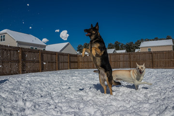 Dog jumping in the snow
