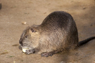 Nutria eating