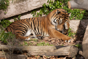 Fototapeta na wymiar Tiger resting