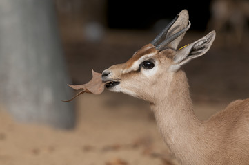 Dorcas Gazelle Portrait