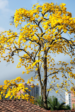 Guayacan, Tabebuia Chrysantha