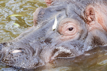 Fototapeta na wymiar Hippopotamus Portrait