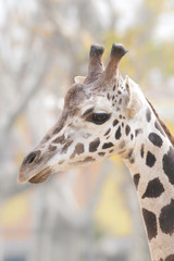 Giraffe Portrait