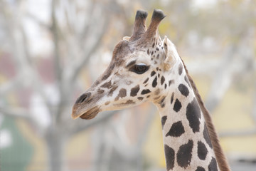 Giraffe Portrait