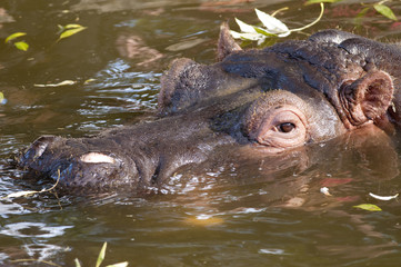 Fototapeta premium Hippopotamus Portrait