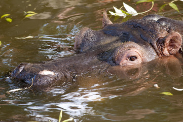 Hippopotamus Portrait