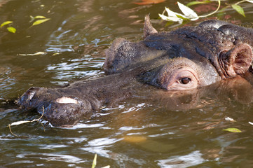 Hippopotamus Portrait