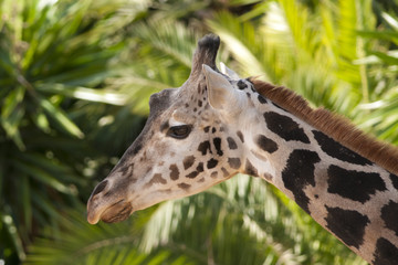Giraffe Portrait