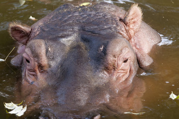Fototapeta premium Hippopotamus Portrait