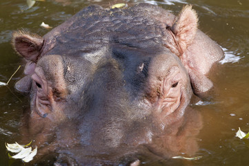Hippopotamus Portrait