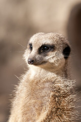 Suricate or Mongoose or Meerkat