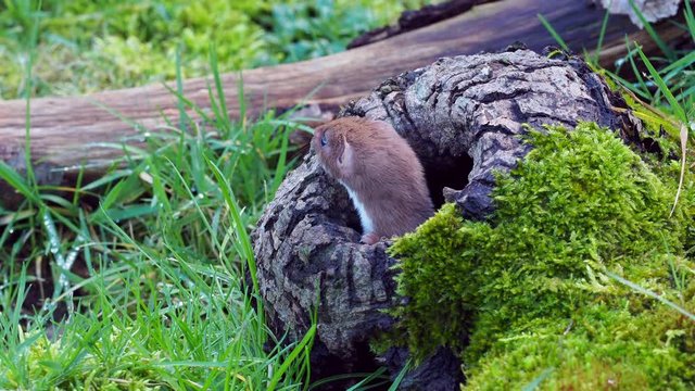 Least weasel (mustela nivalis) peering from out a hollow log stump